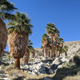 Desert Oasis in CA